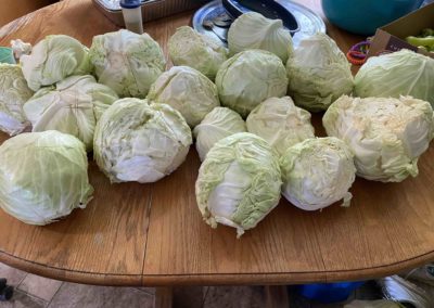 Heads of fresh cabbage harvested for a local retirement center and homeless shelter in Kentucky.