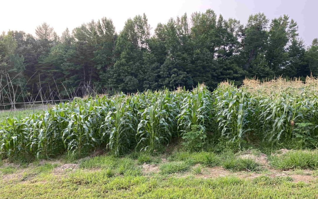 Puckett Family Community Garden