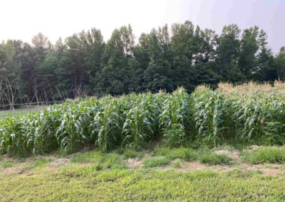 Rows of healthy sweet corn flourishing in the Puckett Family Community Garden in Lee County, Kentucky.