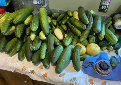 A massive harvest of fresh cucumbers ready for distribution to low-income residents in Lee County, KY.