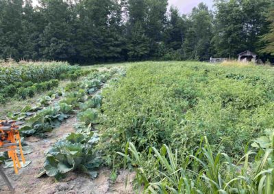 Cabbage and bean crops growing in the rural Appalachian landscape of the Puckett Family Garden in Kentucky.