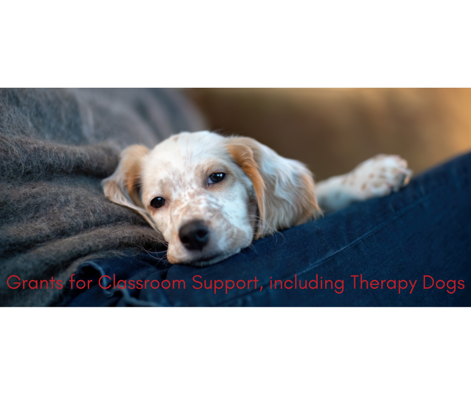 Therapy dog resting on a lap, representing classroom grants supporting student mental health and well-being in schools.