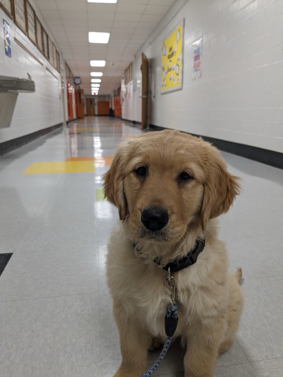 Golden retriever puppy therapy dog sits in a school hallway, supporting student mental health in an Appalachian district.